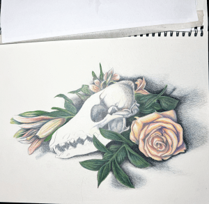O'Keefe coyote skull sketch
