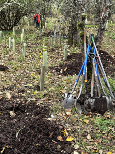 Replanting native habitat for Orca Recovery Day