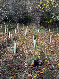 newly planted trees for Orca Recovery Day 2024