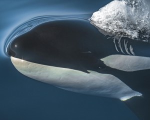 Orcas in the Peuget Sound